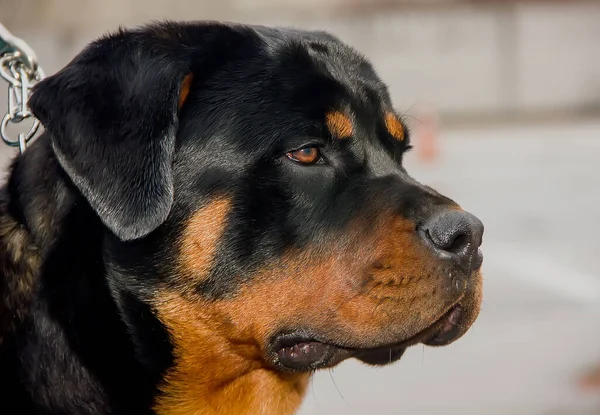 Portrait Beautiful Dog Breed Rottweiler Close — Fotografia de Stock