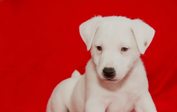 Beautiful White Purebred Puppy Red Background Studio Close — Zdjęcie stockowe