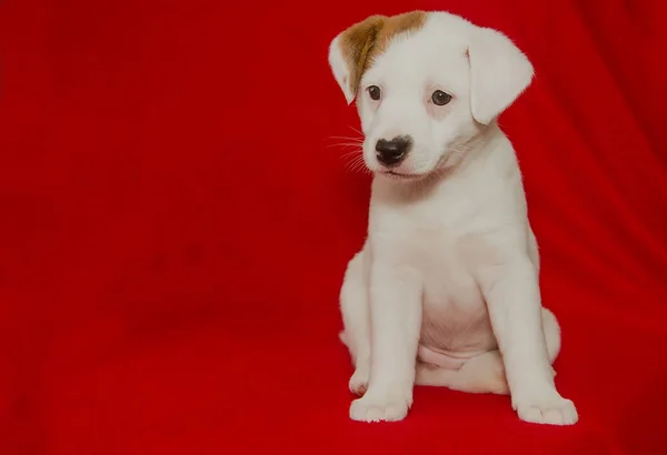 Beautiful white purebred puppy on a red background in the studio. close-up