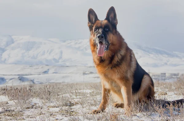 Dog Breed German Shepherd Background Snow Capped Mountains Clear Day —  Fotos de Stock