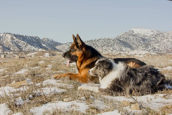 Dog Breed German Shepherd Background Snow Capped Mountains Clear Day — Photo