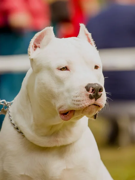 Açık havada anlamlı bir görünüşü olan beyaz, güzel bir köpek. yakın plan