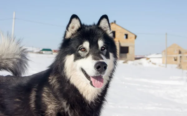 Retrato Perro Raza Malamute Alaska Día Claro Invierno Primer Plano —  Fotos de Stock