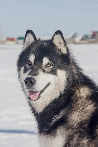 Πορτρέτο Ενός Σκύλου Της Φυλής Malamute Αλάσκα Μια Χειμωνιάτικη Μέρα — Φωτογραφία Αρχείου