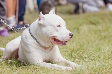 Açık havada anlamlı bir görünüşü olan beyaz, güzel bir köpek. yakın plan