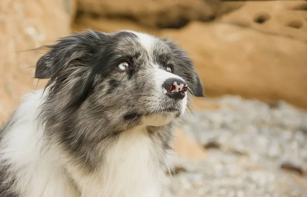 Hondenras Border Collie Met Een Expressieve Uitstraling Portret — Stockfoto