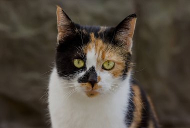 Açık bir öğleden sonra portresindeki güzel üç renkli kedi. yakın plan