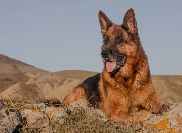 Красивая Собака Разводит Немецкую Овчарку Горах Портрет — стоковое фото
