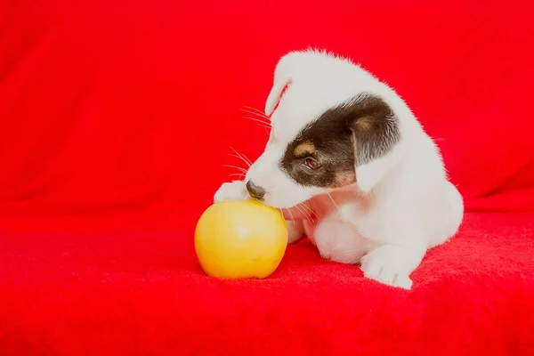 Mooie Volbloed Witte Puppy Met Een Gele Appel Een Rode — Stockfoto