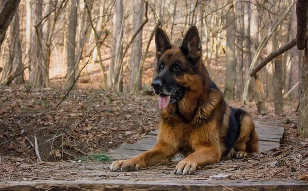 Pies Rasa Owczarek Niemiecki Jesiennym Lesie Portret Zbliżenie — Zdjęcie stockowe