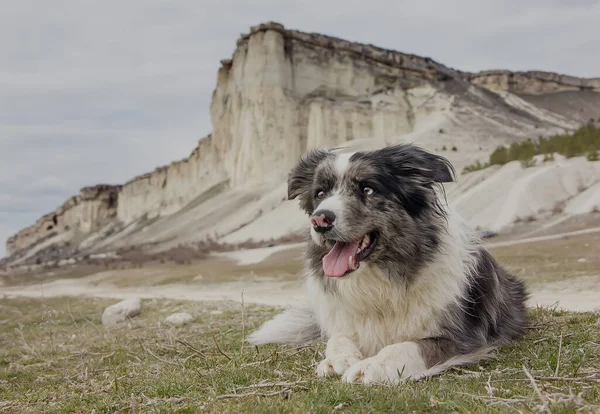Köpek çobanı Collie 'yi dağların arka planında yetiştirir. yakın plan