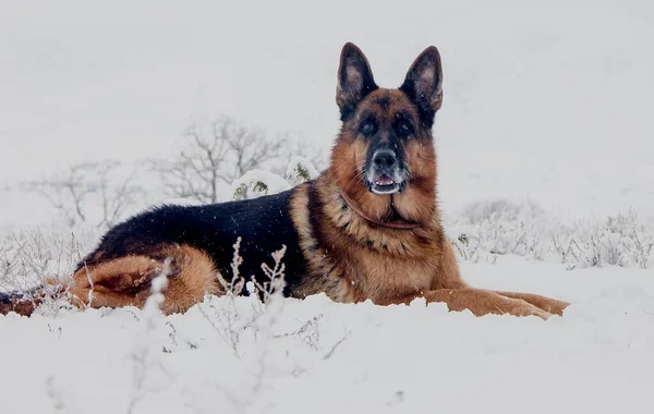 Schöne Hunderasse Deutscher Schäferhund Schnee Winter Nahaufnahme — Stockfoto