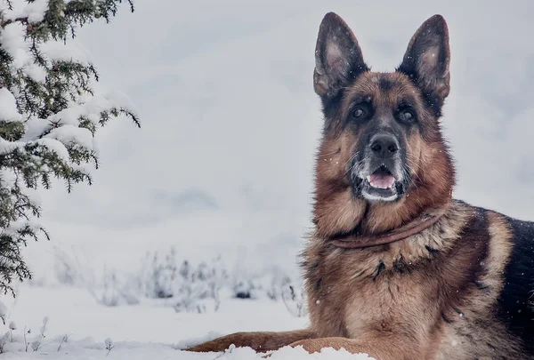 Cão Bonito Raça Pastor Alemão Neve Inverno Close — Fotografia de Stock