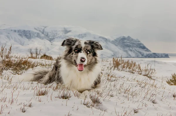 Dog Breed Border Collie Winter Backdrop Snow Capped Mountains Clear — Stock Photo, Image