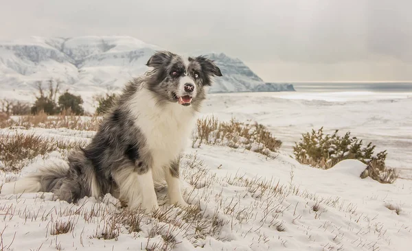 Dog Breed Border Collie Inverno Contra Pano Fundo Montanhas Cobertas — Fotografia de Stock