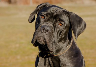 Güzel siyah bir köpeğin portresi İtalyan Cane Corso. yakın plan