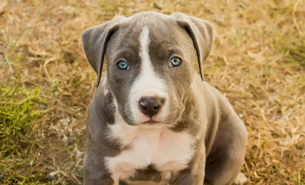 Gyönyörű Staffordshire Terrier Puppy Egy Tiszta Napon Portré — Stock Fotó