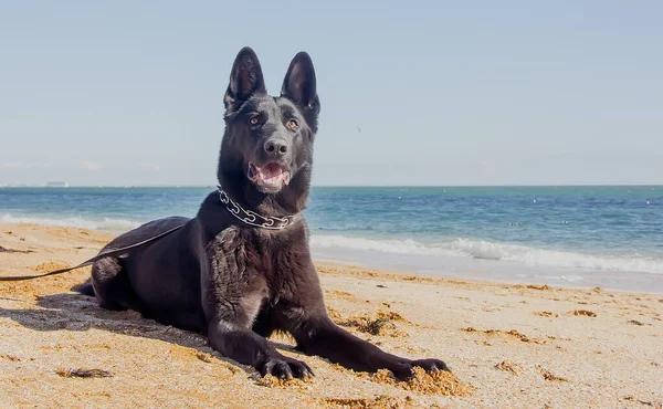 Piękny Czarny Pies Rasy East European Shepherd Portret Psa Zbliżenie — Zdjęcie stockowe