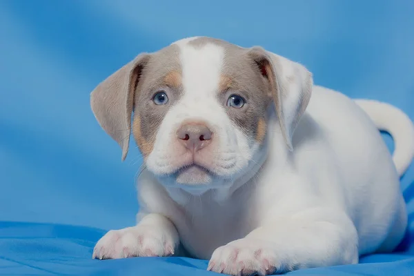 Bonito Cachorro Puro Sangue Luz Fundo Azul Close — Fotografia de Stock