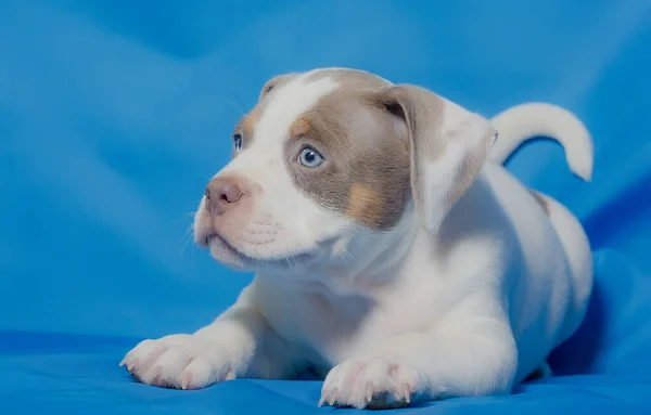 Mavi arka planda güzel bir safkan köpek yavrusu. yakın plan