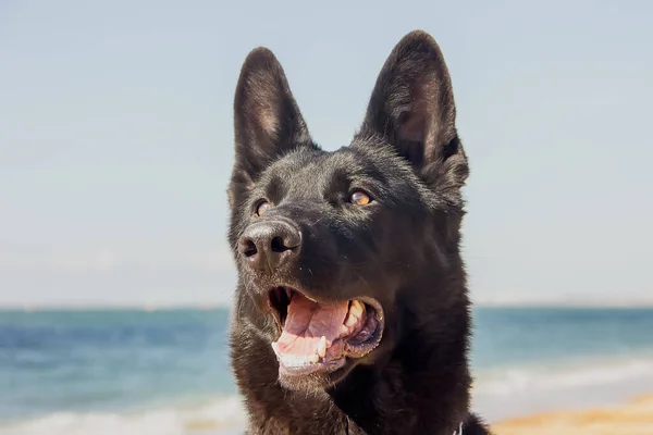 Bela Raça Cão Preto Leste Europeu Retrato Cão Pastor Close — Fotografia de Stock