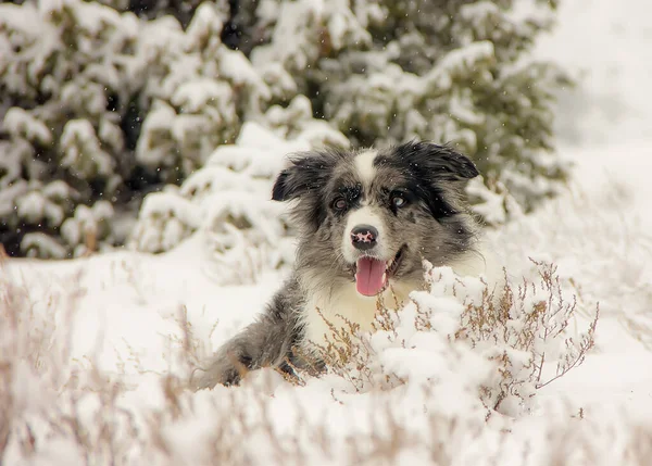 Beautiful Dog Breed Border Collie Snow Close — Stock Photo, Image