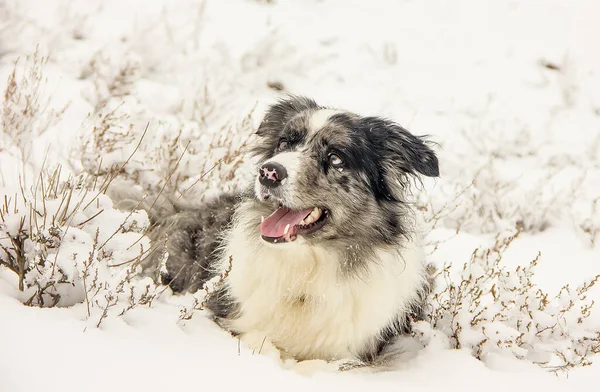 Hermosa Raza Perro Border Collie Nieve Primer Plano — Foto de Stock