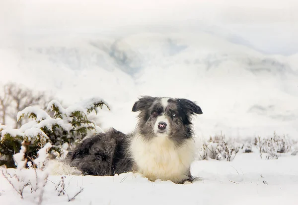 Hermosa Raza Perro Border Collie Nieve Primer Plano —  Fotos de Stock