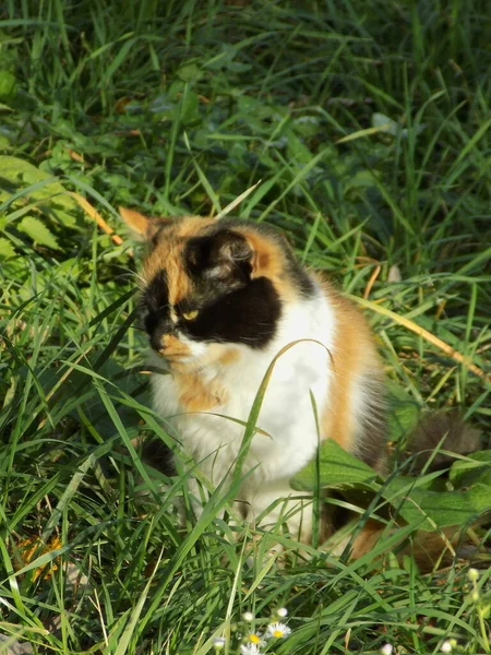 Kedi kedisi (Latince Felis Silvestris catus), kedigiller (Felis) familyasından bir kedi türü.)                              
