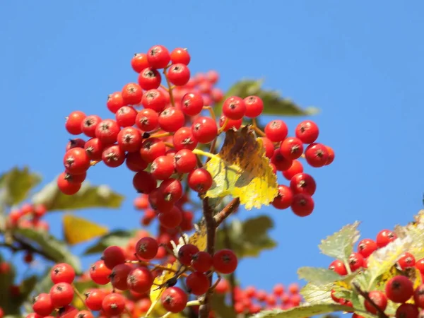 Yaygın mantar, kırmızı frenk üzümü (Latin Viburnum opulus)                 