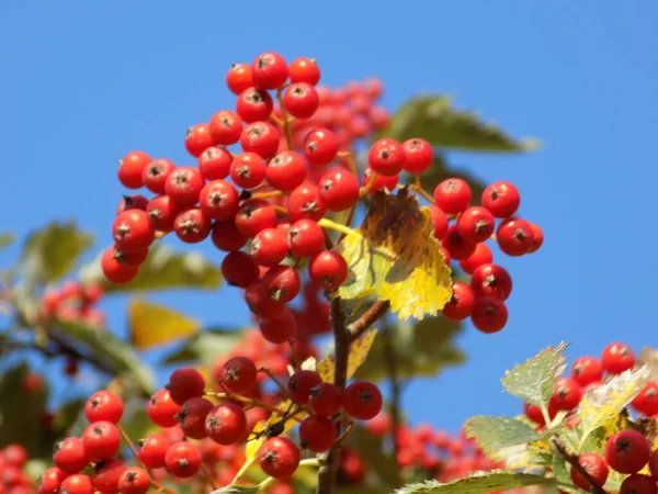 Yaygın mantar, kırmızı frenk üzümü (Latin Viburnum opulus)                 