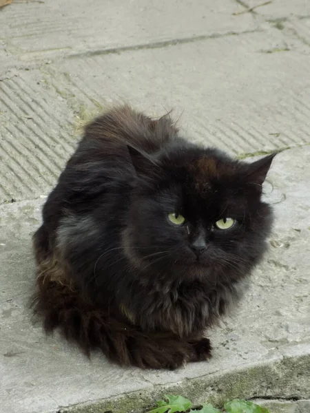 Gato Del Gato Gato Del Gato Latín Felis Silvestris Catus — Foto de Stock