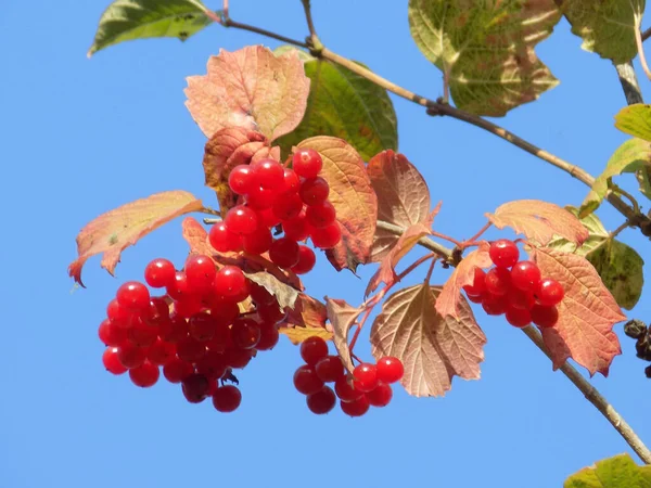 Rowan Sorbus Aucuparia Rowan Cinsinin Bir Türüdür — Stok fotoğraf