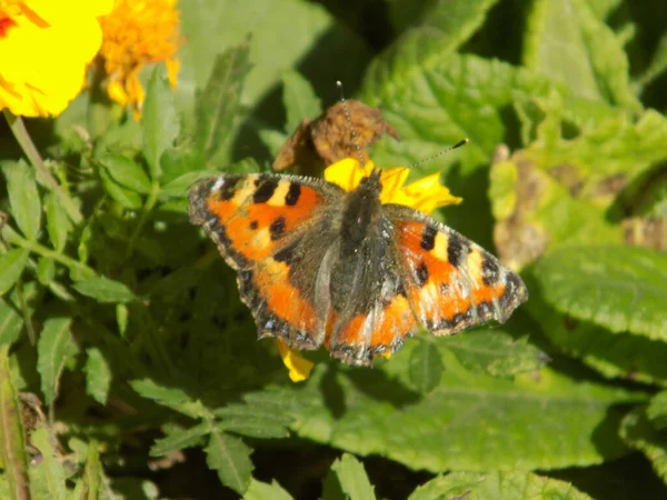 Cardo Girasol Vanessa Cardui — Foto de Stock