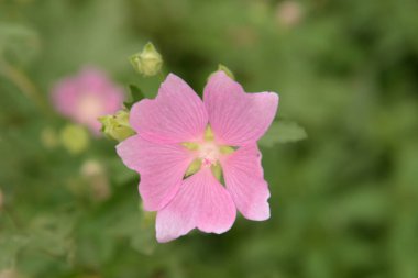 Kalachiki ya da mallow - Mallow ailesinin merkezinde çiçek açan bir bitki cinsi.
