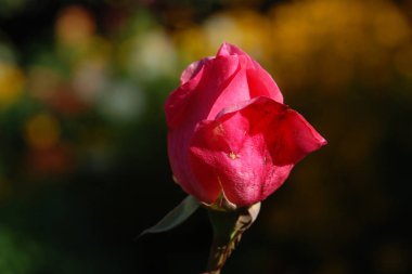 Gül, köpek gülü (Rosa L.)          