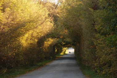 Yolun karşısındaki ağaç tüneli.