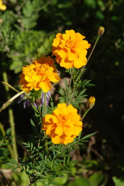 Marigolds Tagetes Velvet Plump — Stock Photo, Image