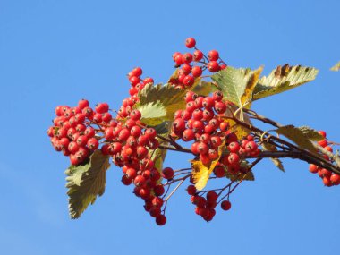Yaygın mantar, kırmızı frenk üzümü (Latin Viburnum opulus)
