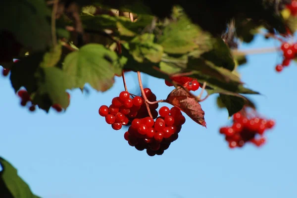 Rowan Sorbus Aucuparia Una Especie Del Género Rowan — Foto de Stock