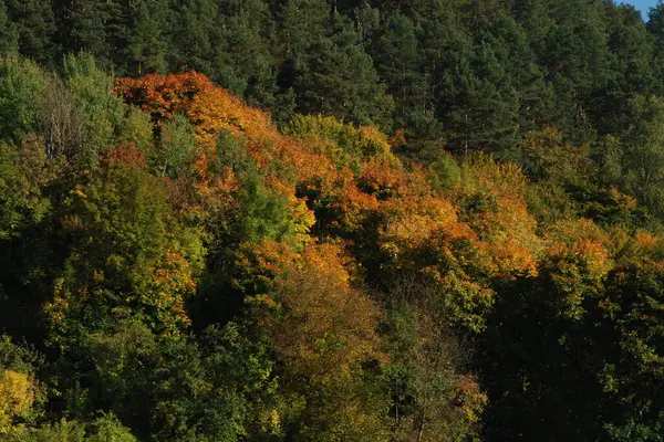 Goldener Herbst Wald Goldener Herbst Herbstwald — Stockfoto