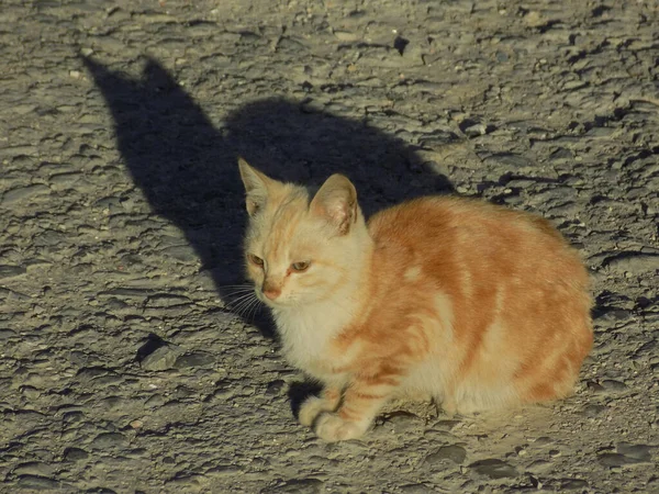 Kattens Katt Eller Kattens Katt Latin Felis Silvestris Catus Liksom — Stockfoto