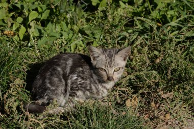 Kedi kedisi (Latince Felis Silvestris catus), kedigiller (Felis) familyasından bir kedi türü.) 