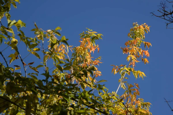 Autunno Dorato Nella Foresta Autunno Dorato Foresta Autunnale — Foto Stock