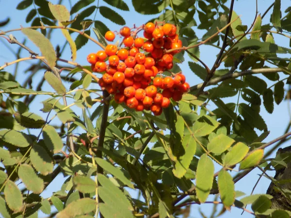 Rowan Sorbus Aucuparia Jest Gatunkiem Rodzaju Rowan — Zdjęcie stockowe