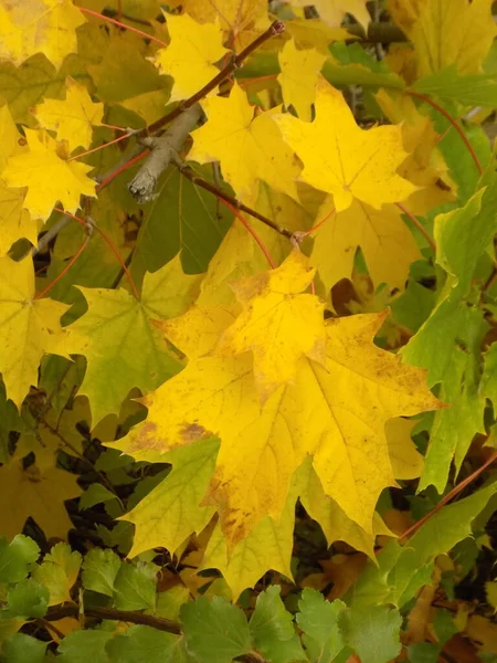 단풍나무 날카로운 Acer Platanoides Golden Autumn — 스톡 사진