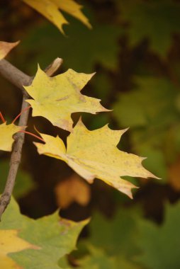 Genel akçaağaç, veya keskin yapraklı (Acer platanoides L.). Altın sonbahar
