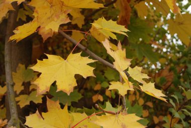 Genel akçaağaç, veya keskin yapraklı (Acer platanoides L.). Altın sonbahar