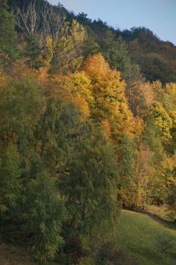 Eski, terk edilmiş bir tebeşir ocağı. Ormanda altın sonbahar, altın sonbahar, sonbahar ormanı.