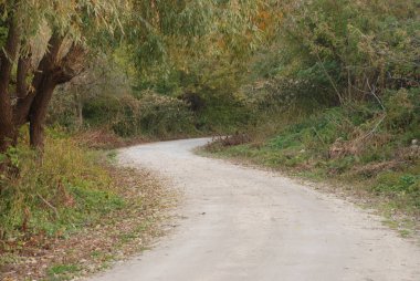 Ormandaki toprak yol.